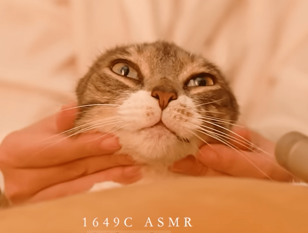 a screenshot from a purring-cat asmr video. the screenshot is of the cat being stroked at a point when its face is being pulled back and it looks funny.